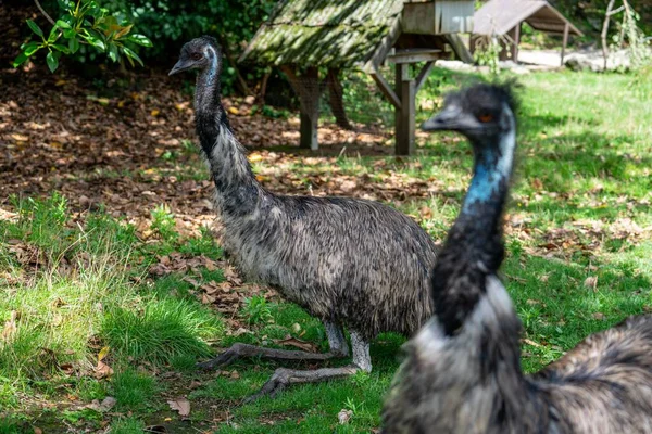 Die Nahaufnahme Von Zwei Emus Die Einem Sonnigen Tag Freien — Stockfoto