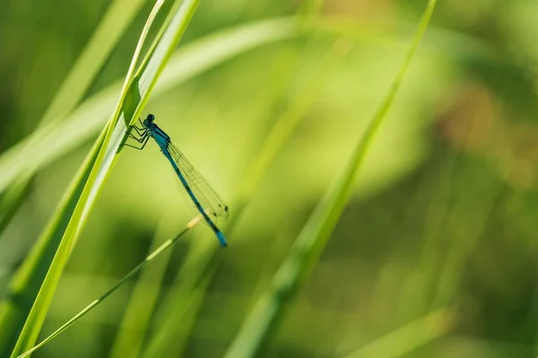 背景にぼやけた光の中で草の刃に突き刺さった一般的な青いDamselflyの閉鎖 — ストック写真