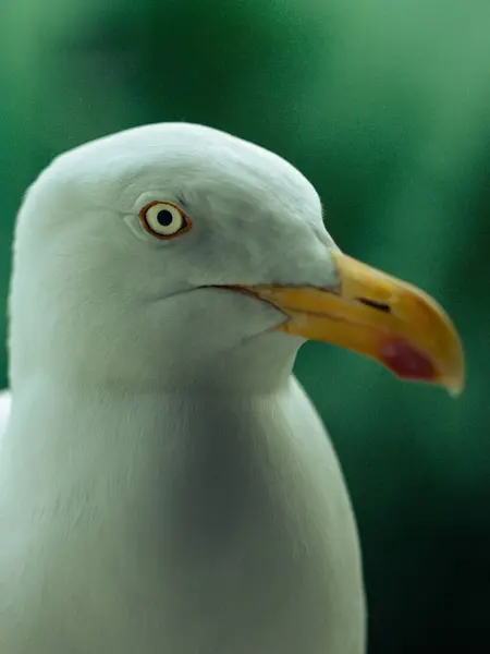 Sebuah Tembakan Jarak Dekat Vertikal Dari Burung Camar Putih Dengan — Stok Foto
