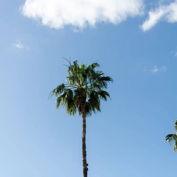 青い空に対して美しいヤシの木の低角度ショット — ストック写真