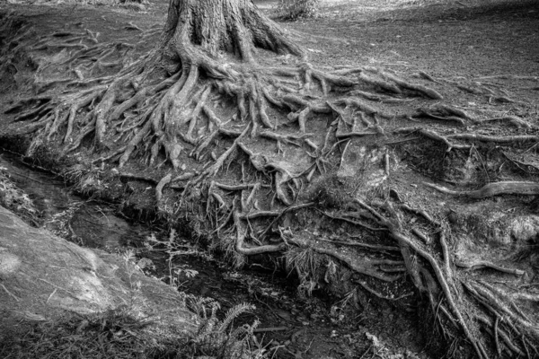 Gri Tonlu Ormanda Uzun Ağaç Köklerinin Yakın Plan Çekimi — Stok fotoğraf