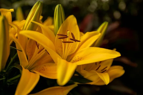 Tiro Close Amarelo Golden Rayed Lírio Flores Jardim Fundo Desfocado — Fotografia de Stock