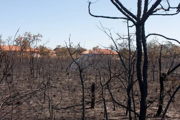 Charred Remains Brush Fire Possibly Arson Karriri Xoco Tuxa Indian — ストック写真