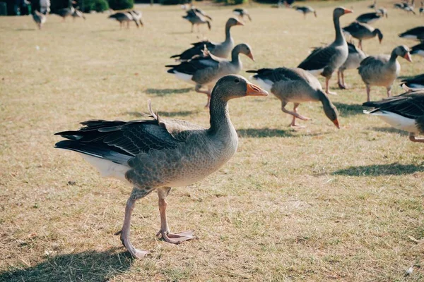Group Greylag Geese Walking Grass — Stock Photo, Image