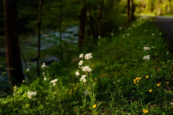 Las Flores Blancas Manzanilla Bosque —  Fotos de Stock
