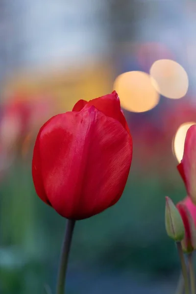 Nahaufnahme Einer Tulpe Einem Park — Stockfoto