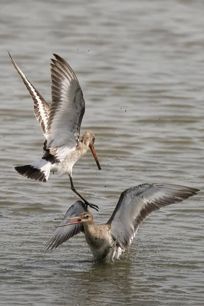 Vertical Shot Two Black Tailed Godwits One Lake Other One — Stock Photo, Image
