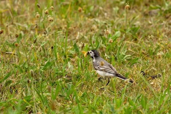 Primer Plano Wagtail Blanco Caminando Sobre Hierba — Foto de Stock