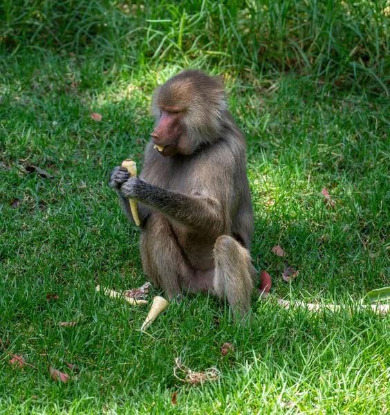 Vista Alto Ângulo Babuíno Hamadryas Comendo Sentado Grama — Fotografia de Stock