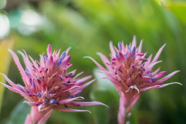 Close Aechmea Fasciata Plant Blurry Background — Stock Photo, Image