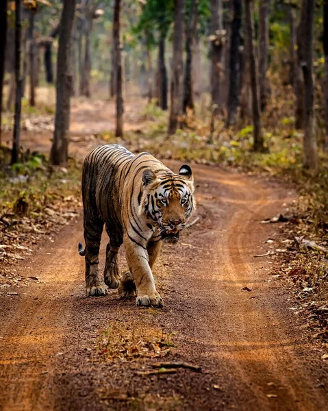 Tigre Branco Na Floresta. Cena Da Vida Selvagem. 3d Rendering. Imagem e  Fotografia Gratuitas 200023970.