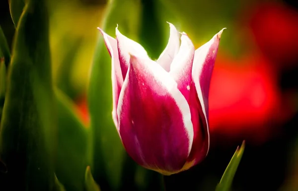 Une Mise Point Sélective Tulipe Sur Terrain — Photo