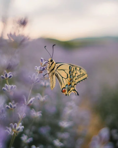 夕日のラベンダー畑でラベンダーの蜜を食べる美しい蝶 — ストック写真