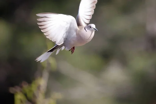 Eine Taube Mit Den Offenen Flügeln Fliegt — Stockfoto