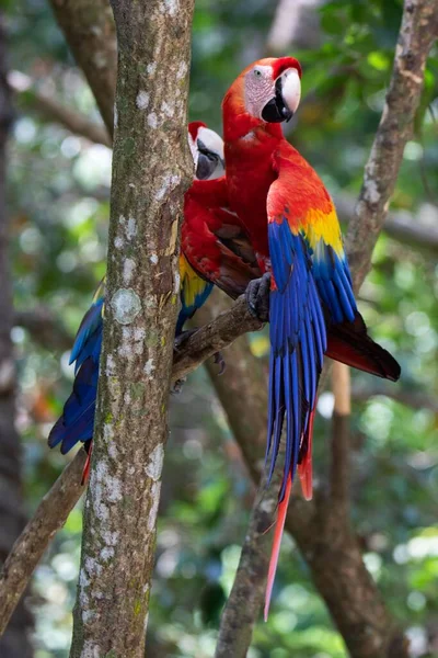 Ormandaki Bir Ağacın Dalına Tünemiş Bir Kırmızı Papağanın Dikey Yakın — Stok fotoğraf