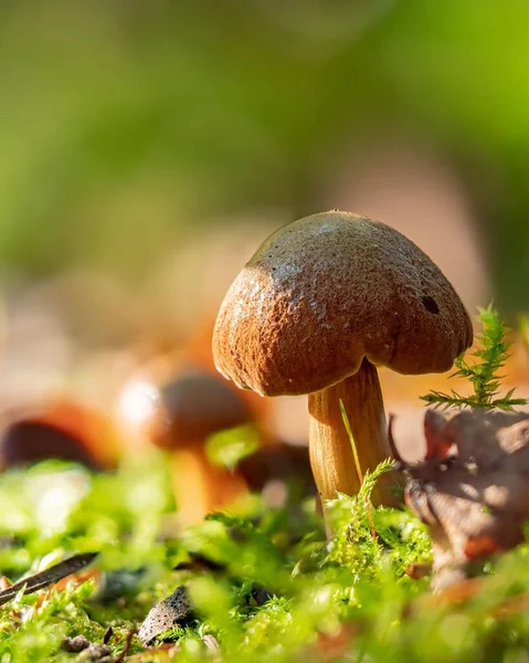 苔の中の小さなペパーボレートキノコ Charciporus Piperatus — ストック写真