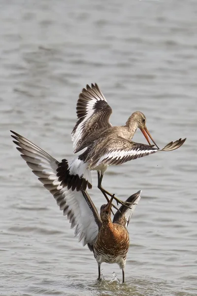 Vertical Shot Two Black Tailed Godwits Fighting Lake — Stock Photo, Image
