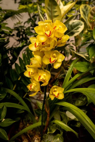 Tiro Vertical Orquídeas Cymbidium Amarelas — Fotografia de Stock