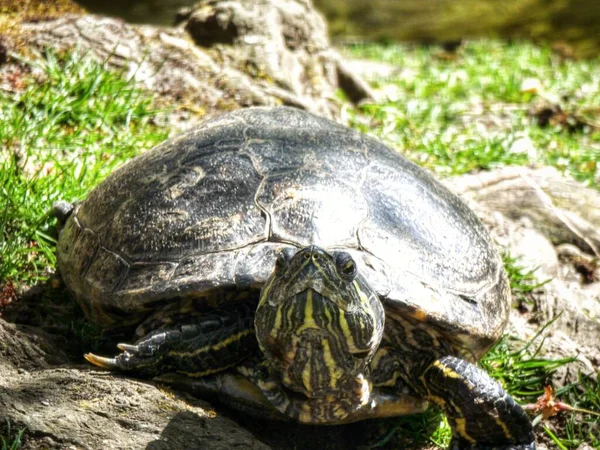 Parkta Bir Gölet Kaydırağı Kaplumbağasının Trachemys Scrita Yakın Plan Çekimi — Stok fotoğraf