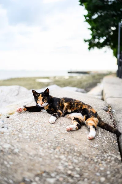Eine Flauschige Trikolore Katze Liegt Auf Einem Felsen — Stockfoto