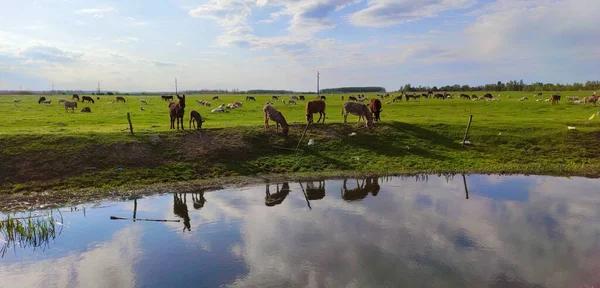 Beautiful Shot Horses Grazing Grass — Stock Photo, Image