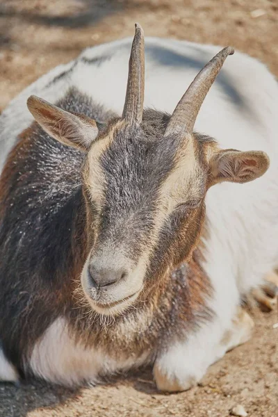 Gros Plan Vertical Pygmée Américain Aux Yeux Fermés — Photo