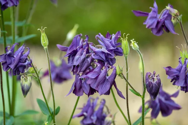 Bulanık Bir Arkaplanda Gün Işığında Mor Iris Çiçeklerinin Yakın Plan — Stok fotoğraf