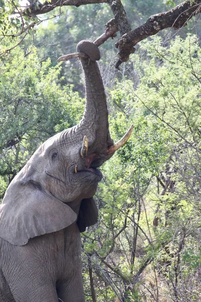 Die Vertikale Ansicht Eines Afrikanischen Buschelefanten Der Den Ast Eines — Stockfoto