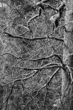 Uzun dalları olan bir ağacın dikey gri tonlu görüntüsü.