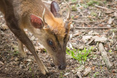 Ormanda başı öne eğilmiş bir Reeves munçak 'ının yakın çekimi.