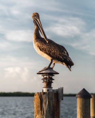 Florida Captiva Adası 'ndaki bir direğe tünemiş kahverengi bir pelikanın dikey görüntüsü.