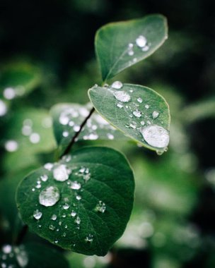 Üzerlerinde su damlaları var.