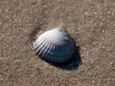 Kumsaldaki bir deniz kabuğunun yakın plan makro fotoğrafı.