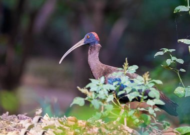 Parkta yerde yatan sevimli kırmızı uçlu aynak.