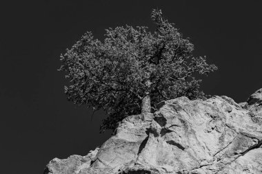 Colorado Springs 'teki bir kayanın tepesindeki tek bir ağacın gri ölçekli alçak açılı görüntüsü.
