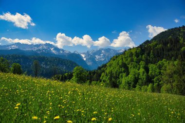 Canlı yeşil tepeler ve çimen tarlalarından oluşan bir manzara. Gün boyunca arka planda karlı dağlar.