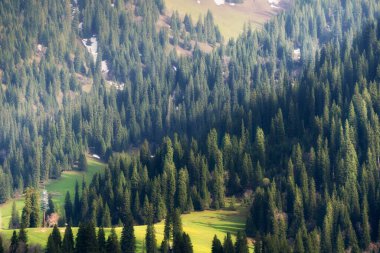 Yoğun bir ormanın güzel bir görüntüsü