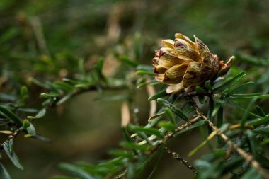 Sulham Ormanı 'ndaki Çam Ağacı şubesi.