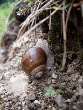 Yerde Burgundy salyangozunun dikey görüntüsü.