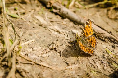 Yerde turuncu bir kelebek