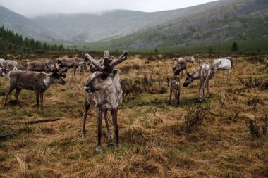 Bir grup kahverengi ren geyiği Moğolistan kırsalında otluyor.