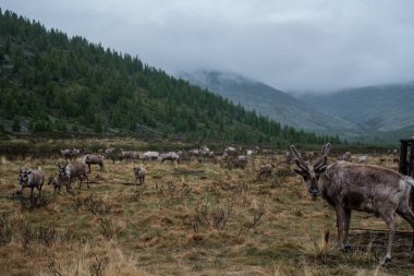 Bir grup kahverengi ren geyiği Moğolistan kırsalında otluyor.