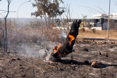 The Charred remains of a brush fire possibly arson near the Karriri-Xoco and Tuxa Indian Reservation in the Northwest section of Brasilia, Brazil