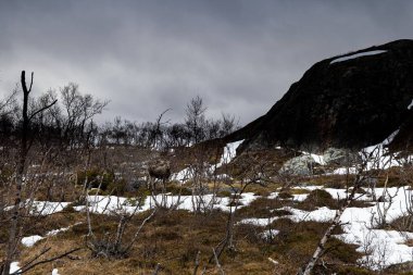 Bulutlu bir günde karlı bir kaya tarlası