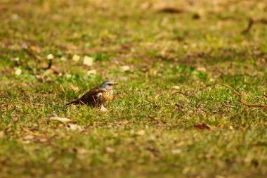 Yeşil çimlerin üzerinde küçük sevimli bir tarla kuşu.