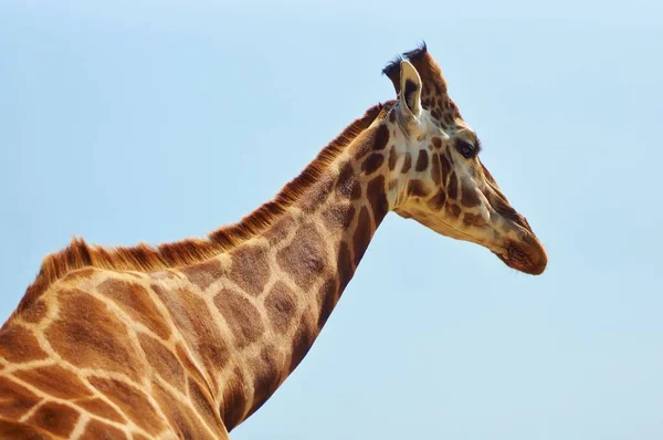 Hayvanat Bahçesindeki Zürafalar — Stok fotoğraf