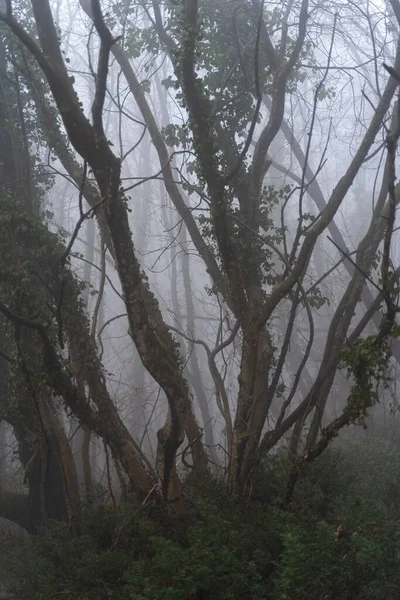 Vertical Shot Foggy Mysterious Forest Bare Trees — Stock Photo, Image