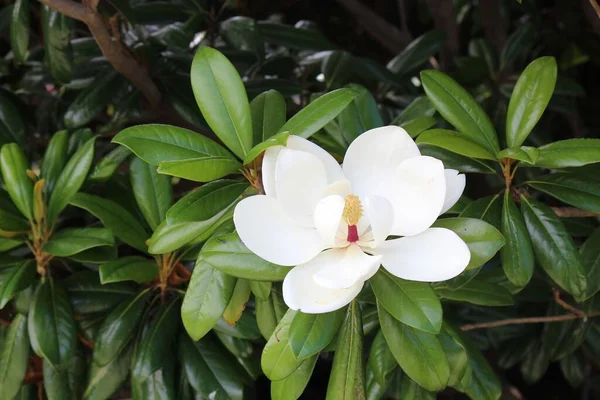 Primer Plano Una Delicada Flor Magnolia Blanca Con Hojas Verdes —  Fotos de Stock