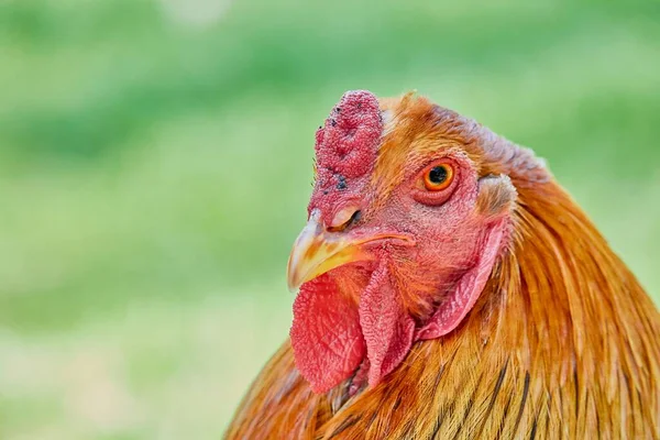 Ένα Κοντινό Πλάνο Ενός Κόκκινου Κοτόπουλου Ένα Θολό Πράσινο Φόντο — Φωτογραφία Αρχείου