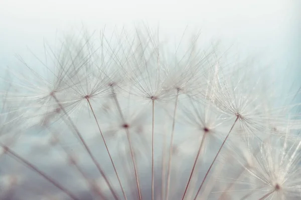 Closeup Shot Dandelion Fluff Seeds Daylight — Stock Photo, Image